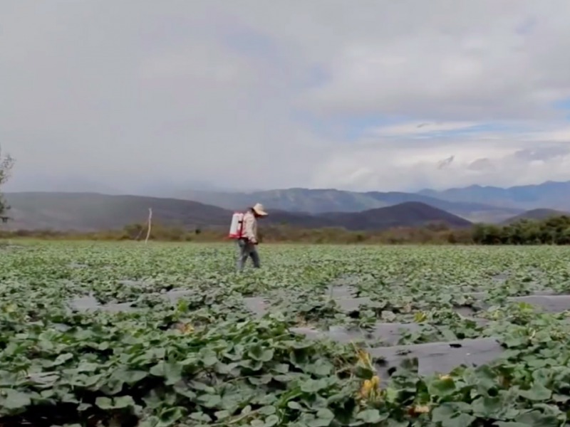 Crece exportación de productos mexicanos durante contingencia