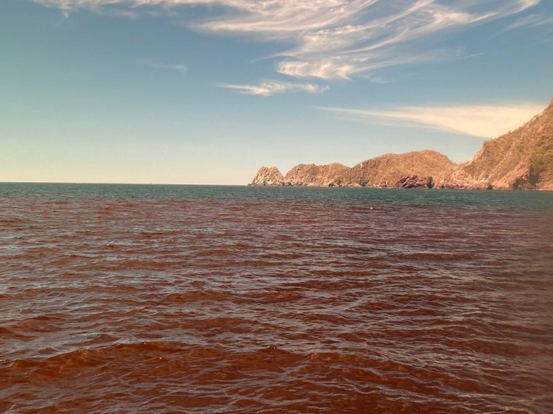 Crece extensión de marea roja en bahías de Manzanillo