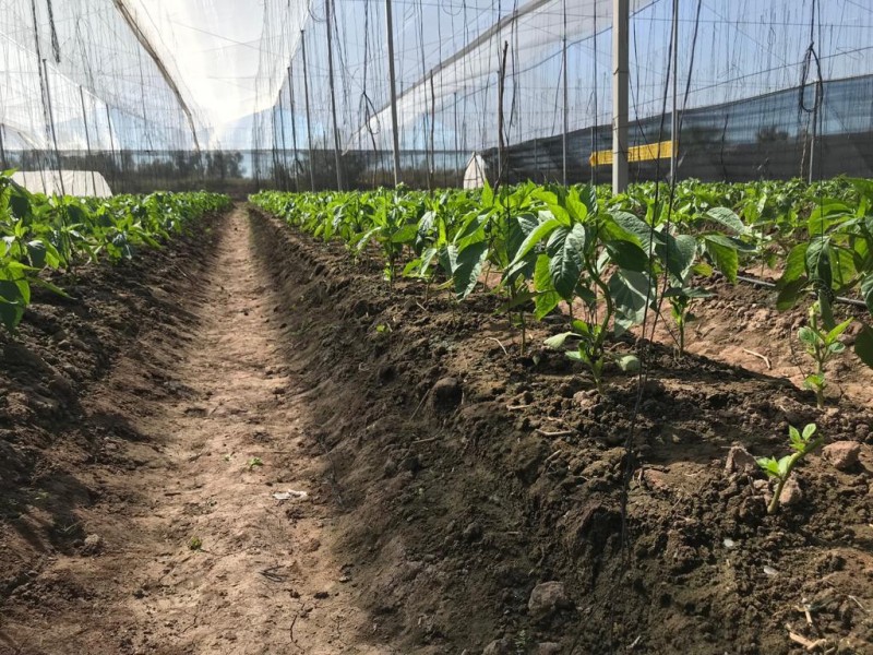 Crece inseguridad en el campo