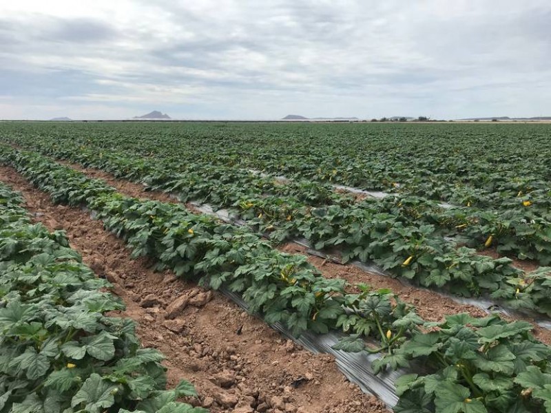 Crece la exportación de productos agrícolas sonorenses