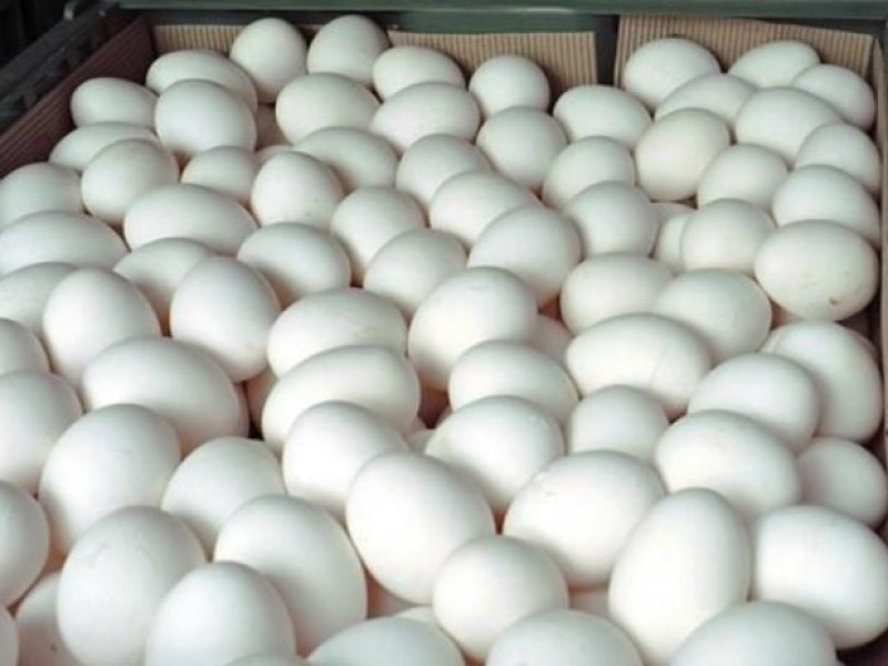 Crece la producción de huevo en el país