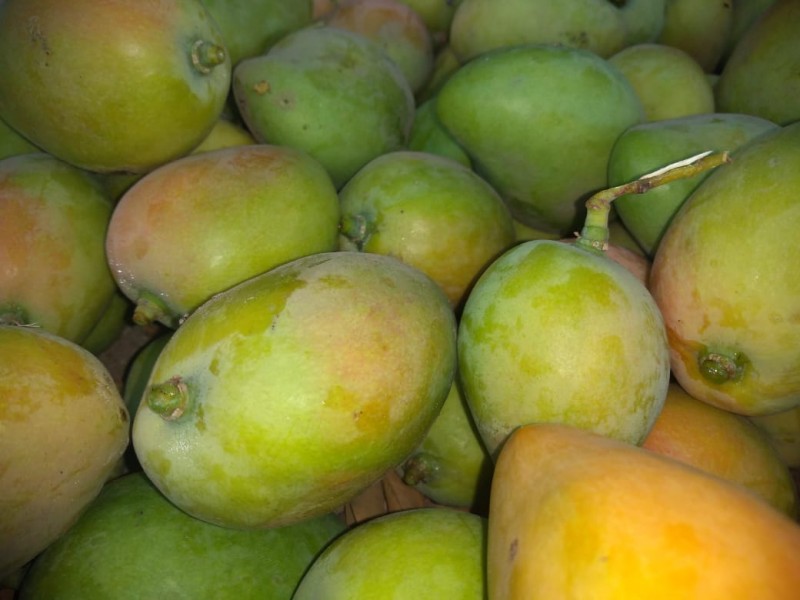 Crece la producción de mango
