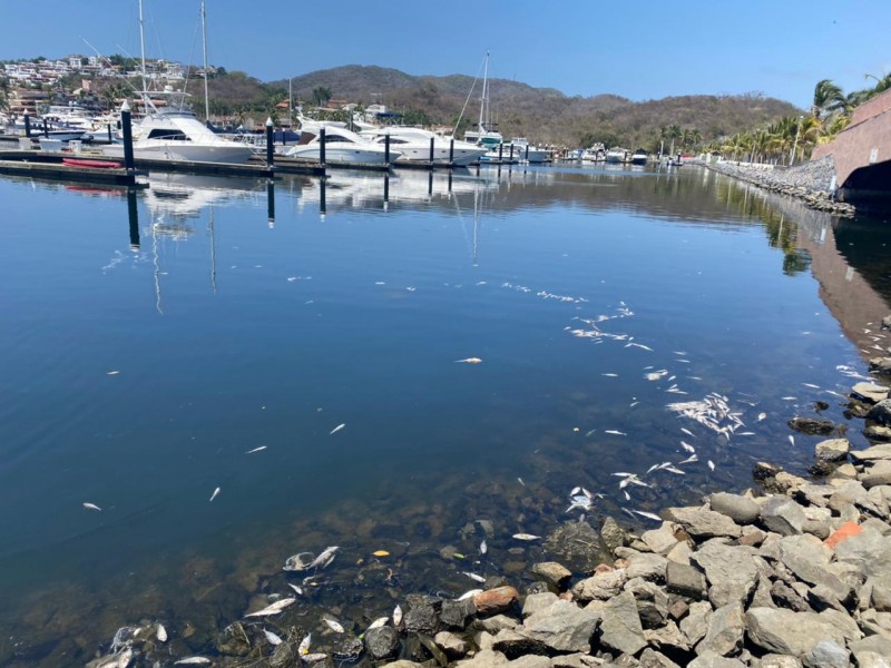 Crece mortandad de peces en La Marina Ixtapa