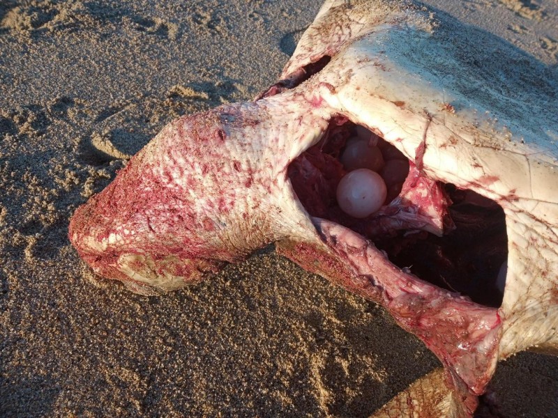 Crece muerte de tortugas en litorales de Costa Grande