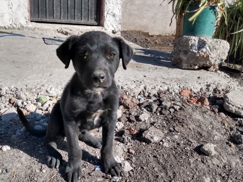 Crece población canina en Torreón después de Navidad