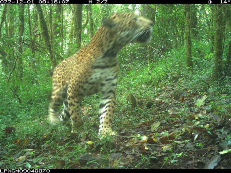 Crece población de jaguares en la sierra de Costa Grande