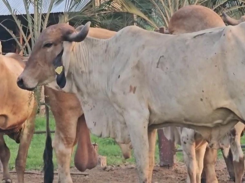 Crece preocupación de ganaderos de Tonalá por presencia del gusano barrenador