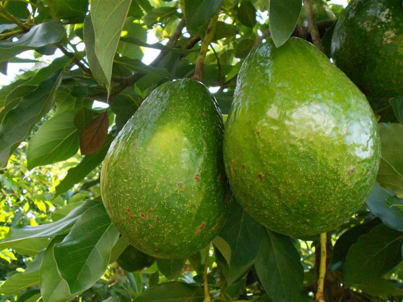 Crece producción de aguacate en la entidad