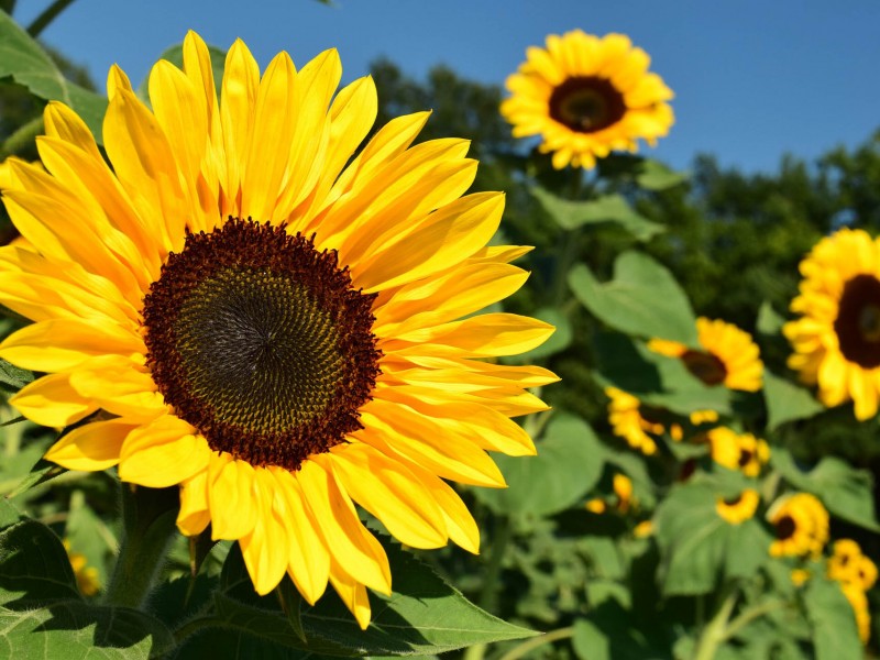 Crece producción de girasoles en Chalma