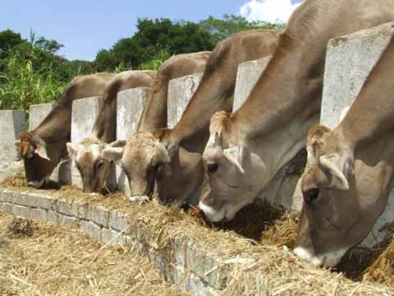 Crece producción ganadera en Chiapas