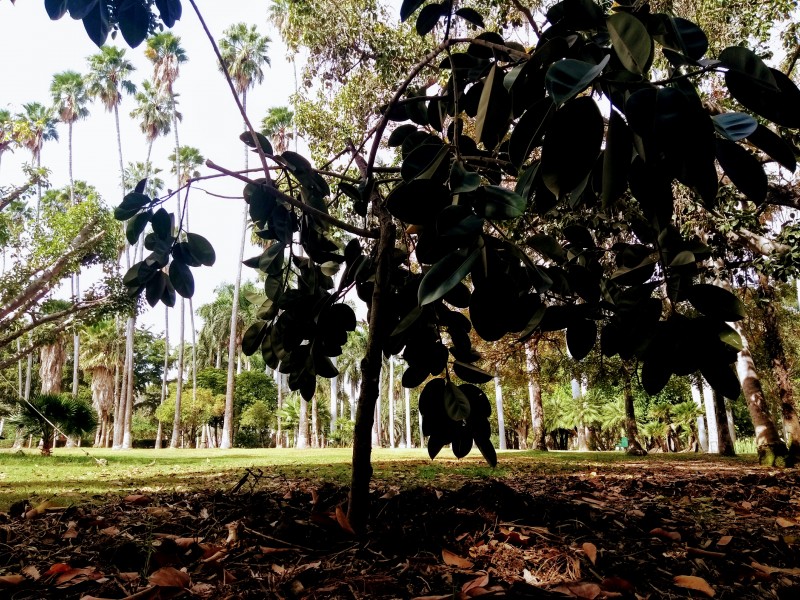 Crece reserva botánica del jardín BFJ