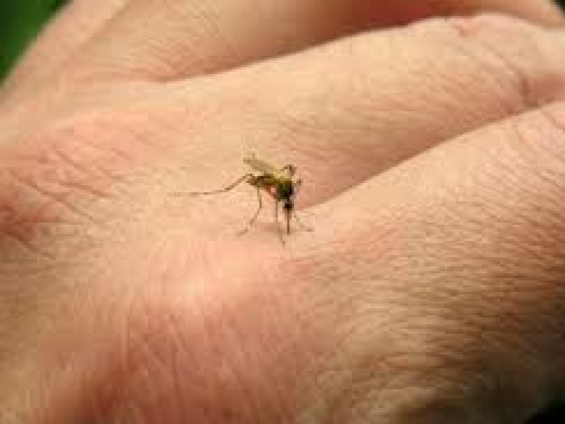 Crece riesgo por mutación de virus de moscos