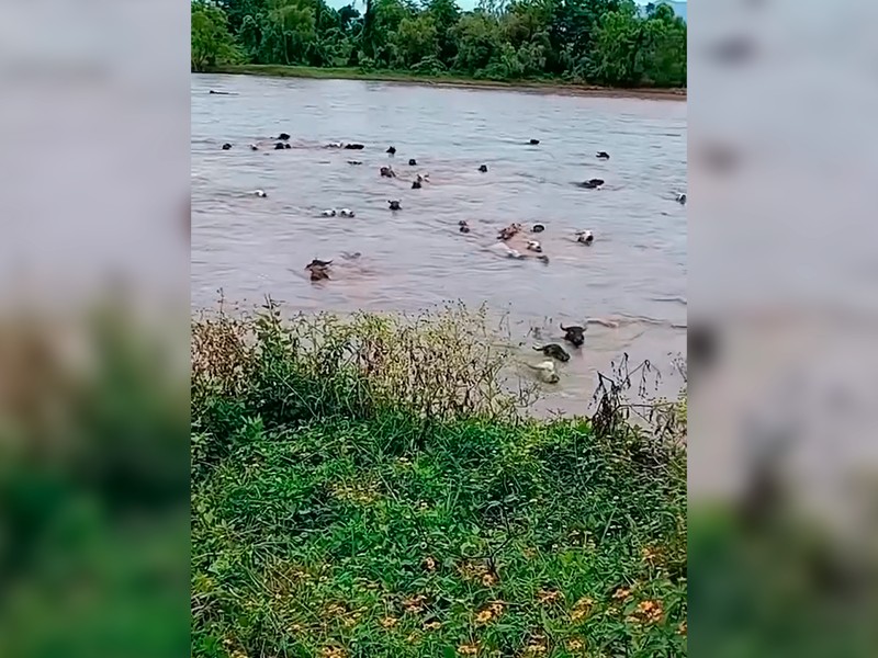 Crecida del río Papaloapan arrasa con ganado en Cosamaloapan
