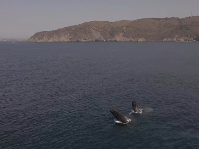 Creció avistamiento de ballenas jorobadas esta temporada en Ixtapa-Zihuatanejo