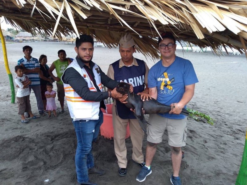 Cría de foca aparece en playas de Chiapas