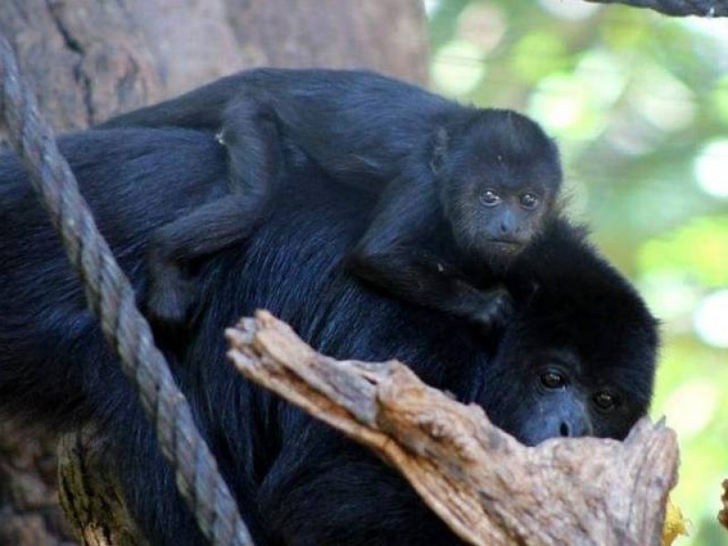Cría de primate ya puede ser visitada en el ZooMat