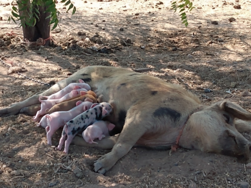 Crianza de animales para venta, noble actividad que palidece