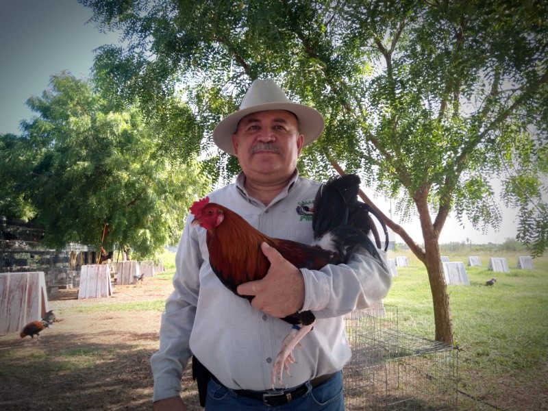 Crianza de aves de combate,legado que preserva don Francisco