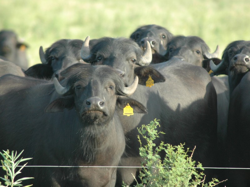 Crianza de bufalos una alternativa para la ganadería