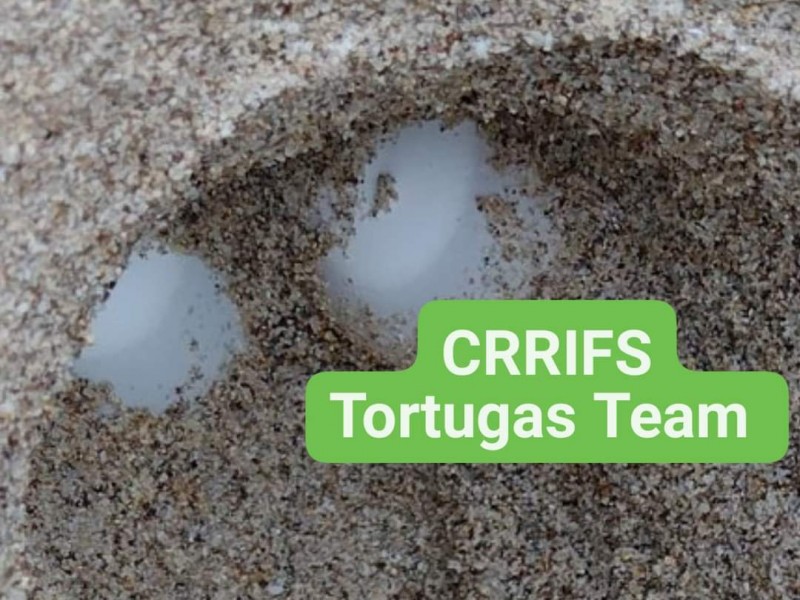 CRIFS protege nidos de tortuga marina en San Carlos
