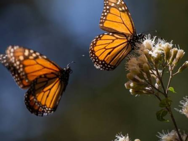 Crimen organizado y plagas amenazan reserva de la mariposa monarca