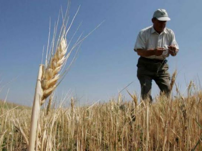 Crisis agrícola mundial sólo se agravó con el conflicto Rusia-Ucrania