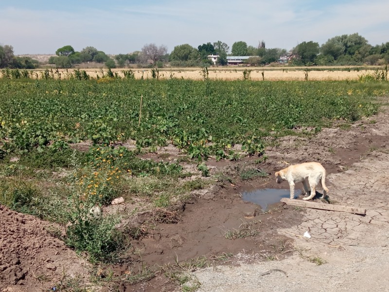 Crisis agrícola obligará a endeudamientos y venta de tierras: CNC