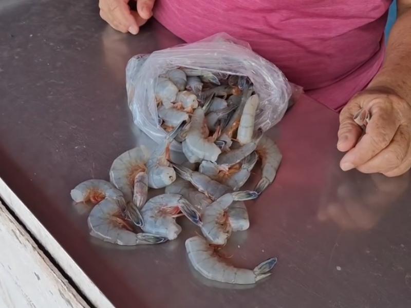 Crisis camaronera obliga a pescadores de Guaymas a buscar otras actividades