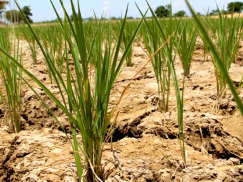 Crisis climática en México tendrá severas repercusiones