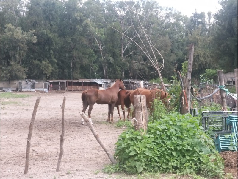 Crisis complica alimentación de caballos en Los Colomos; propietarios