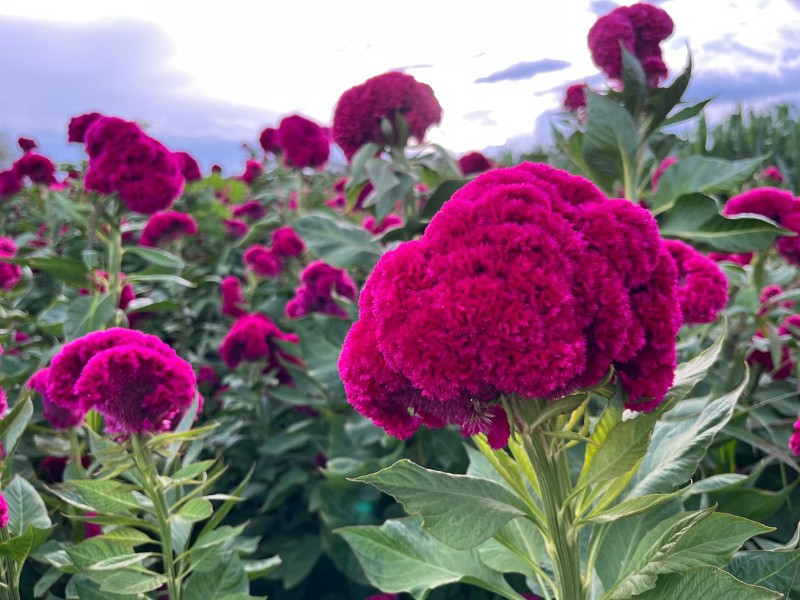 Crisis de terciopelo en San Diego Chalma, colorido en ofrendas