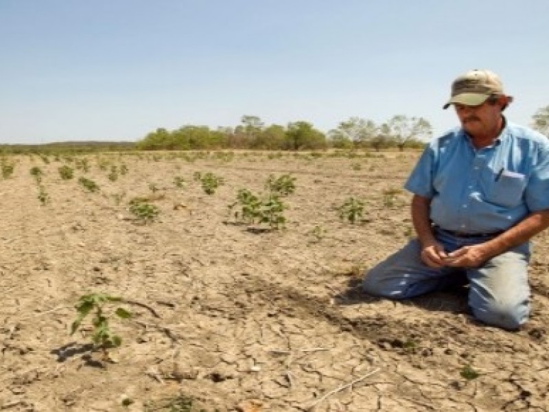 Crisis en campo veracruzano por sequía