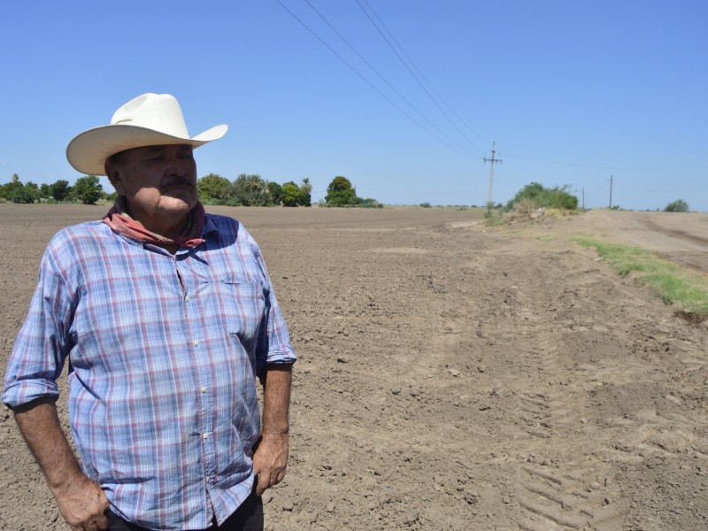 Crisis en el campo, 25 mil jornaleros quedarían sin empleo