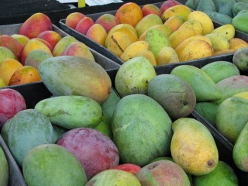 ¡Crisis en el campo nayarita!, cae producción de mango