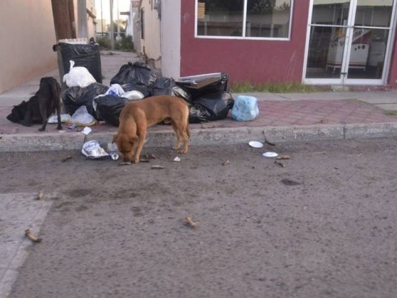 Crisis en el EDOMEX por animales en situación de calle