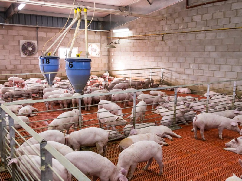 Crisis en la industria porcina provoca pérdida masiva de empleos en Navojoa