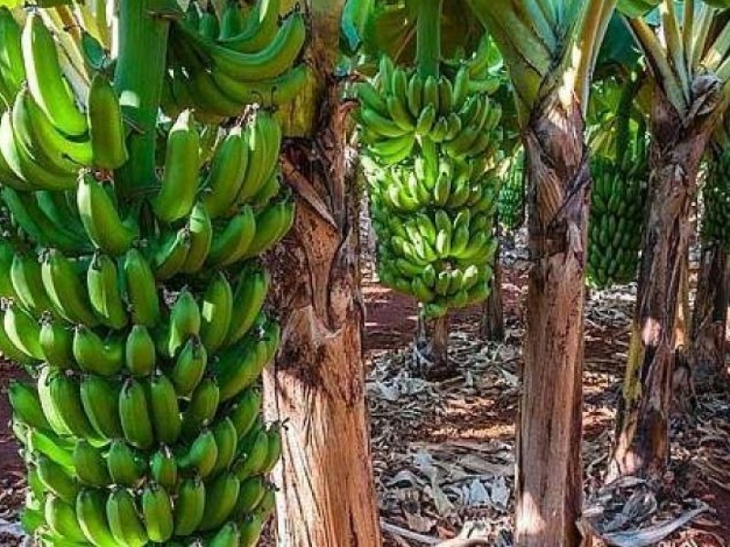 Crisis en producción y exportación de plátano