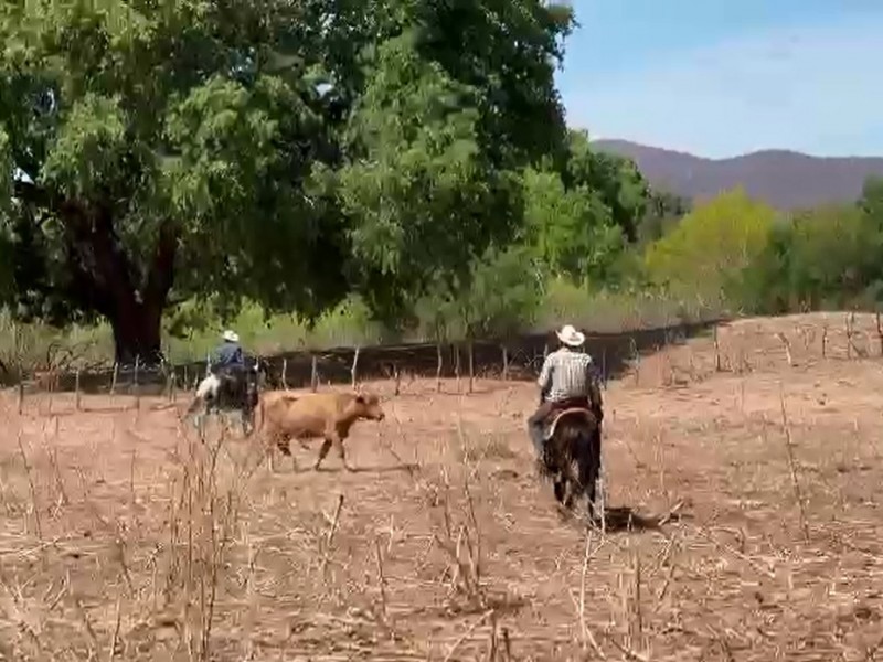 Crisis en sector ganadero de Álamos, acusaciones contra legisladores federales