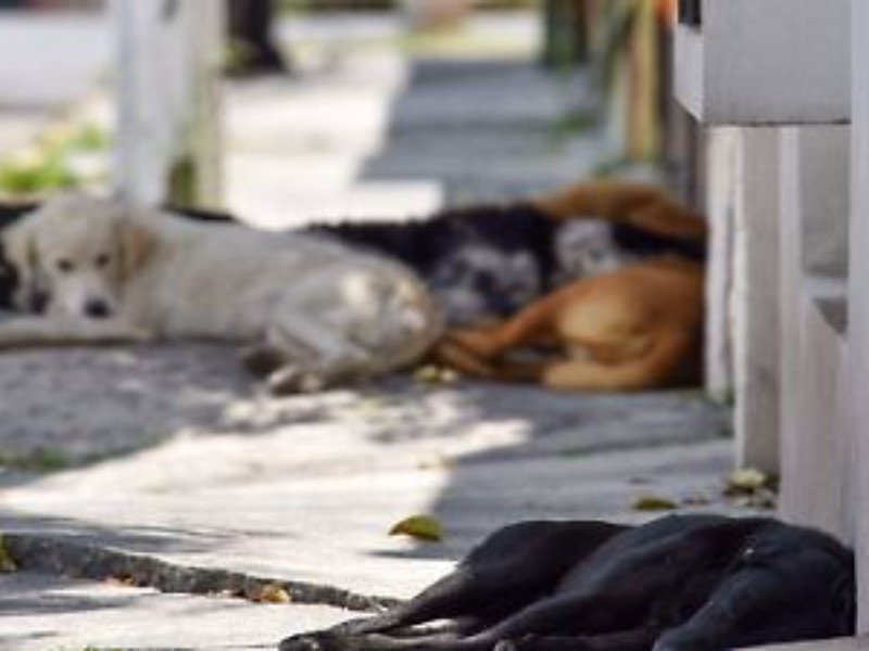 Crisis por más de 200 mil animales callejeros