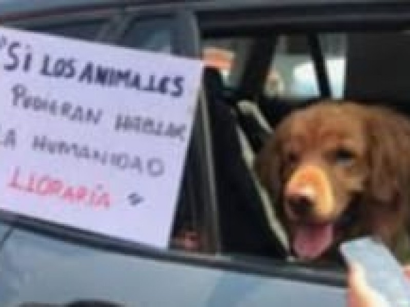 Crueldad animal un tema meramente de campaña política sin compromiso