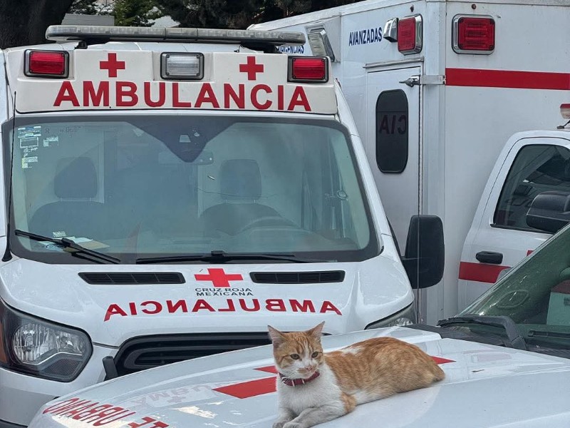 Cruz Roja Toluca realizará colecta de croquetas en benéfico de animales