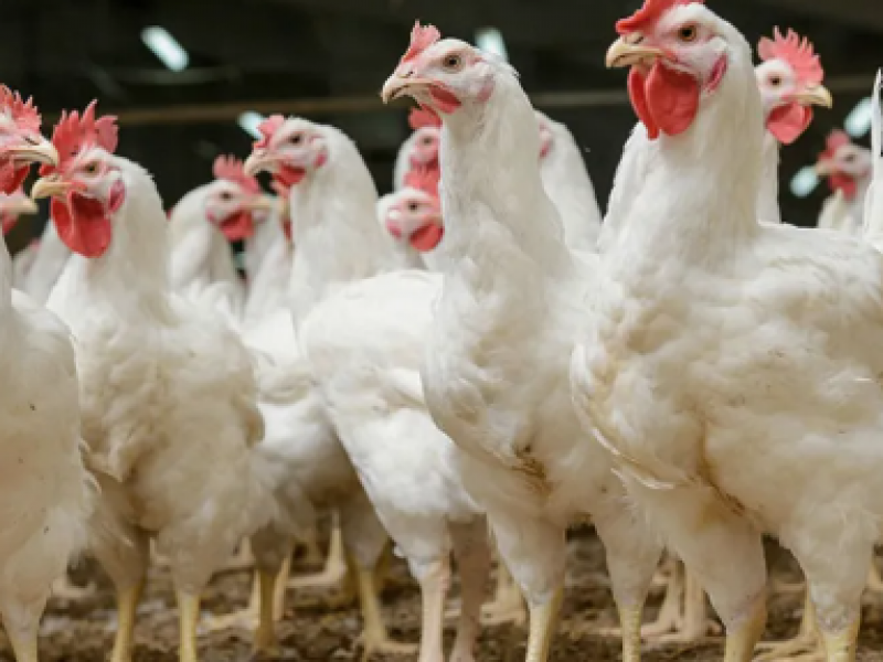 Cuarentena para Jalisco por gripe aviar
