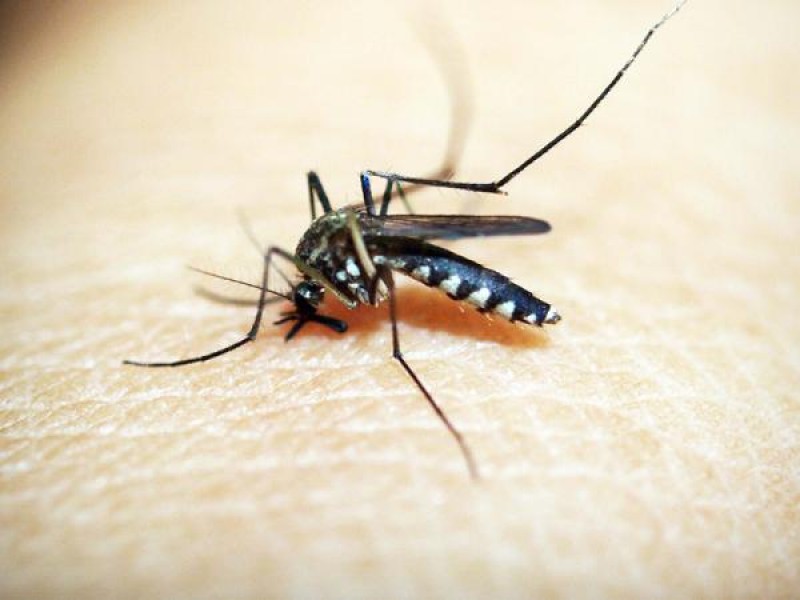 Cuatro hospitalizados por dengue en Puebla