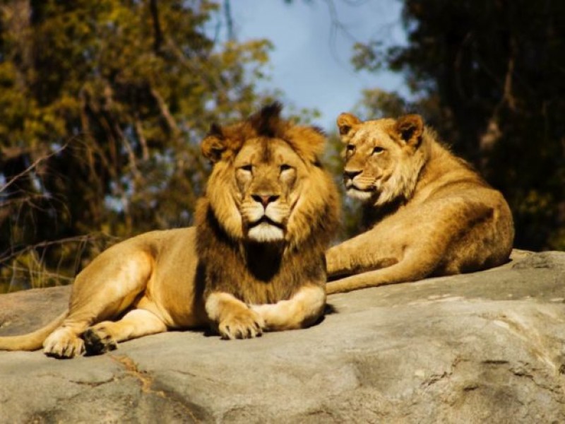 Cuatro leones del zoológico de Barcelona se infectan de COVID-19