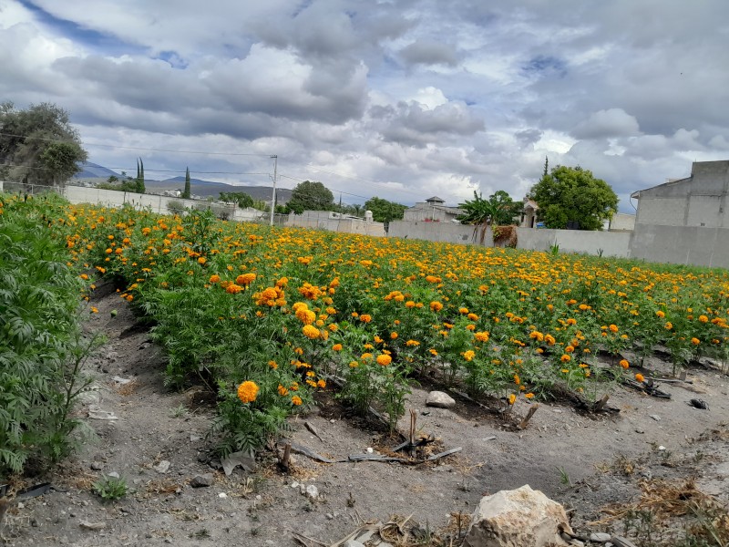 Cuayucatepec y colindancias también siembran de cempasúchil, preparan 25 hectáreas