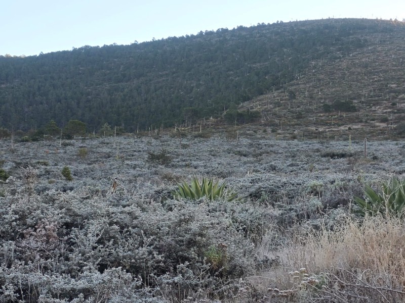 Cubre hielo vegetación de Galeana, Nuevo León