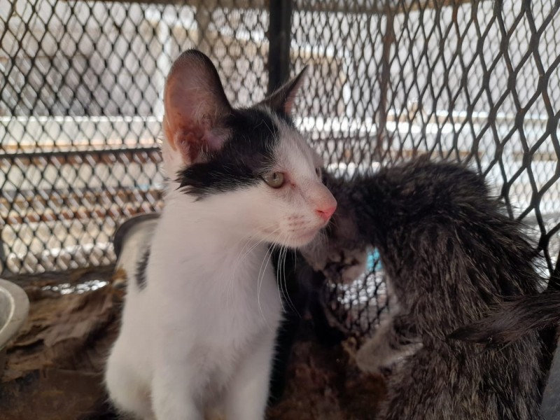 Cuenta CCA con servicios para gatos domésticos