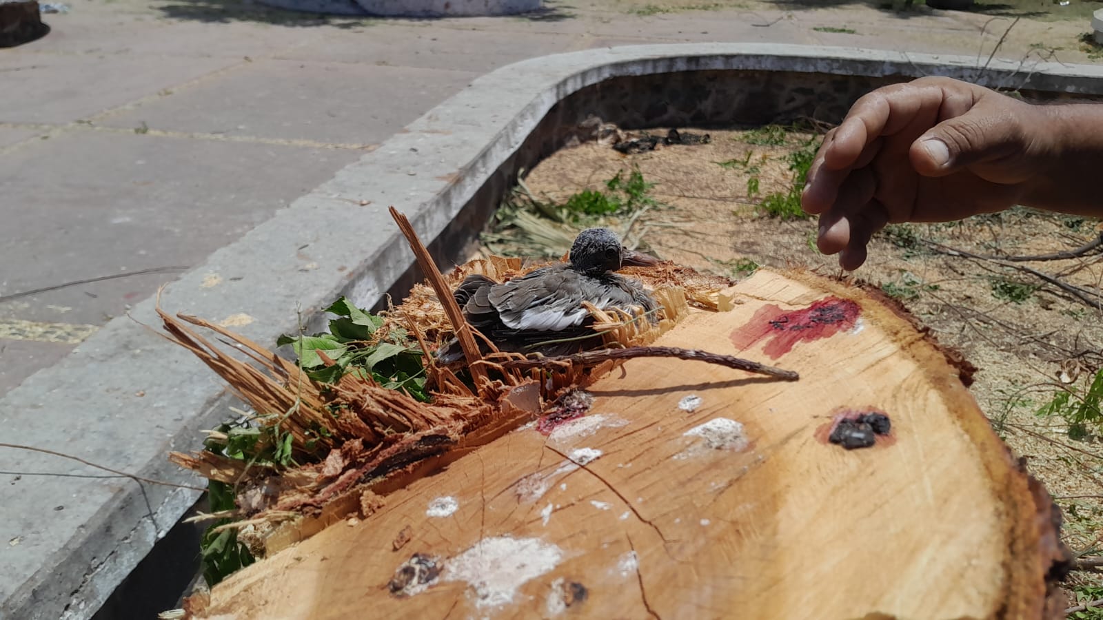 Tala de árboles en parque desata indignación y polémica en Las Villas ...