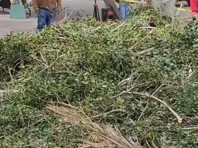 Cuestionan poda a árboles de parque Juárez previo a presentación artística