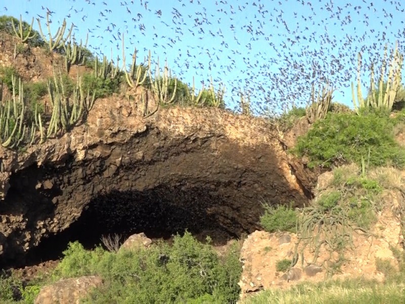 Cueva de los murciélagos ofrece espectáculo natural a visitantes